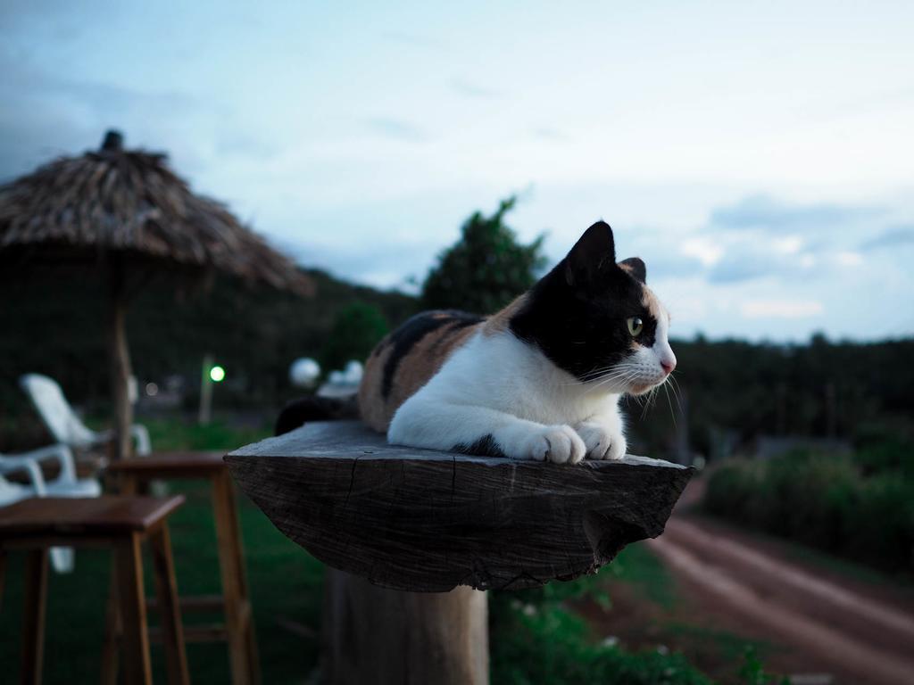 Cat Bungalow Ko Lanta المظهر الخارجي الصورة
